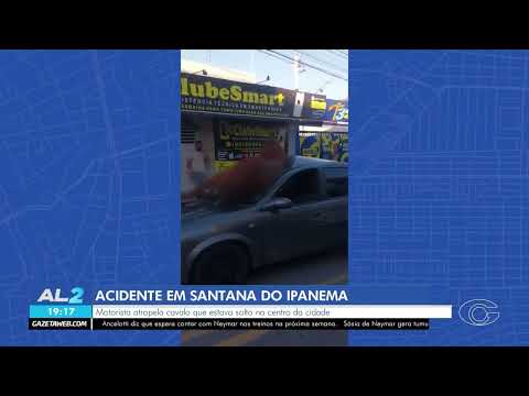 Cavalo fica preso em para-brisa após ser atropelado em Santana do Ipanema | 12/06/2026