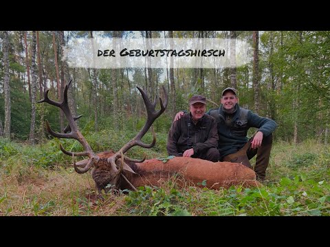 Kapitaler 24-Ender Rothirsch liegt - der Geburtstagshirsch