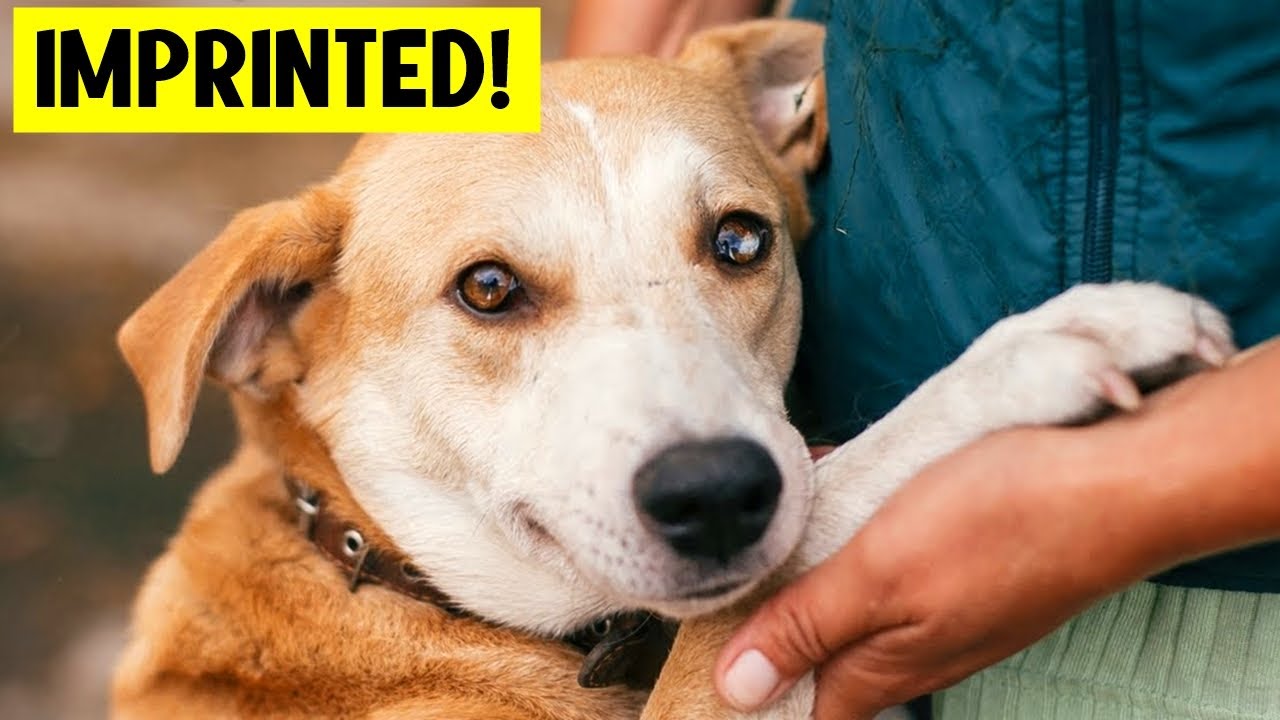 13 Signs Your Dog IMPRINTED on You!