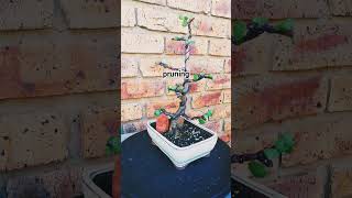 Download lagu Spekboom-2 year journey😁 #bonsaitree #bonsai #bonsailife #bonsaiworld #portulacariaafra #bonsaitree mp3 Download lagu Spekboom-2 year journey😁 #bonsaitree #bonsai #bonsailife #bonsaiworld #portulacariaafra #bonsaitree mp3