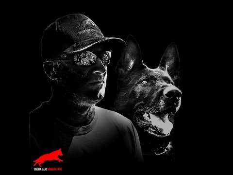 Dog Engagement: T.M.T. 5 pt 1