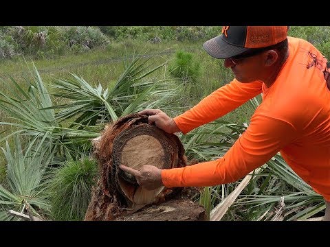 download lagu mp3 mp4 Swamp Soup, download mp3 Swamp Soup free downloadn, video klip Swamp Soup