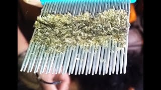 Top 5 MOST INSANE Infestations Caught On Camera!