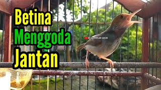 Download lagu PRENJAK BETINA | Masteran Prenjak Betina Gacor Istimewa Suara Jernih Menggoda Prenjak Jantan |. mp3