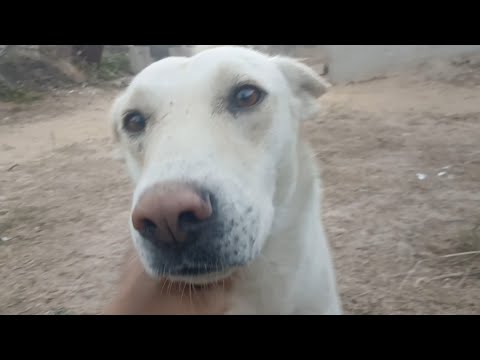 All our animals 🤩