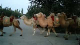 preview picture of video 'Camels in Dunhuang, Gobi dessert'