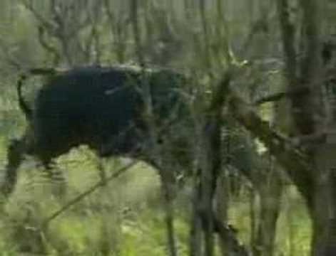 Djuma PM Buffalo Fight #1 12-Oct-07