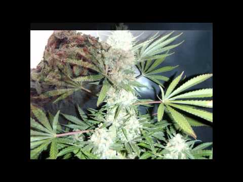 [HD] sattel battle - on weed