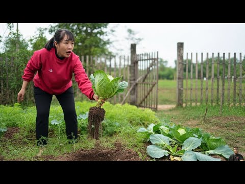 The Garden Was Thriving… Until Someone Pulled Up the Cabbage Huyen Becomes Cautious