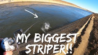My Biggest Striper!! Plus Surprising Catch! | CA Aqueduct Fishing | Delta Mendota Canal | Iu Mien
