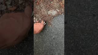 樫内利政 撮影　ちょっとだけ ゴミ拾い