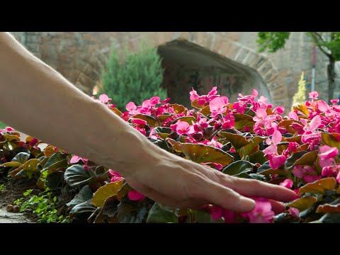 Colaj de poezii | Ramona Pincu (1)