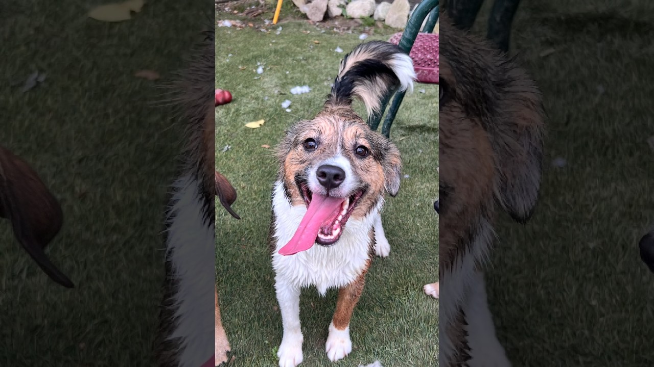 Poppy Popular - Good with kids and dogs, a Adoptable mixed breed in Woburn, MA video 6/6