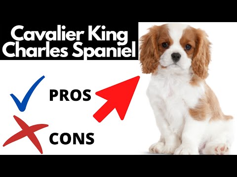 2nd YouTube video about are king charles spaniels hypoallergenic