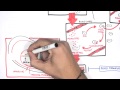 Pharmacology And Life Cycle Malaria Antimalarials Pathophysiology Treatment