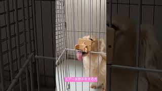 エアー水飲み犬