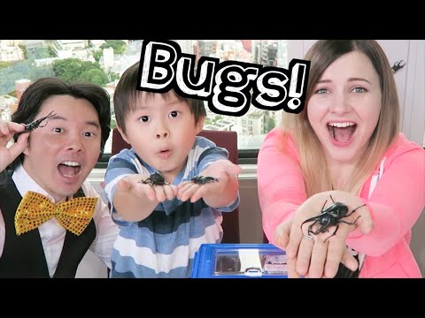 POPULAR JAPANESE PETS: BUGS!! | #YTSummerSchool