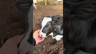 Bezerras que nasceram na fazenda !!