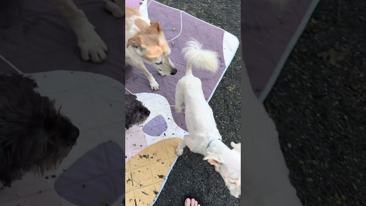 Enlarge Maggie, an adopted mixed breed in Chico, CA video 6/6