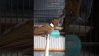 Download lagu burung CILILIN COKLAT | masteran populer murai batu #short #muraibatu #cililin mp3 Download lagu burung CILILIN COKLAT | masteran populer murai batu #short #muraibatu #cililin mp3