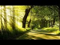 3 HOURS Instrumental Guitar Music Positive Energy For Study Sunny Woods