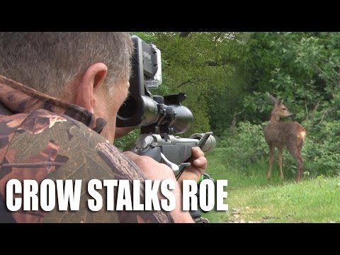 Crow Stalks Roe Crow Stalks Roe