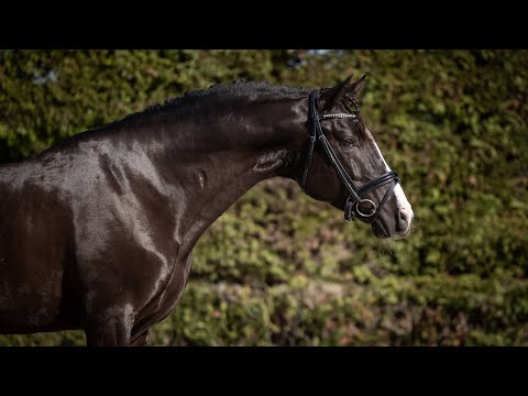 **SOLD** Piro free Black pearl - amateur friendly Lusitano stallion (REF#683)