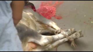Really big dangerous cow Qurbani,,cow slaughter in Pakistan