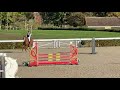 Caballo castrado Silla Francés En venta 2017 Alazán por Andiamo semilly