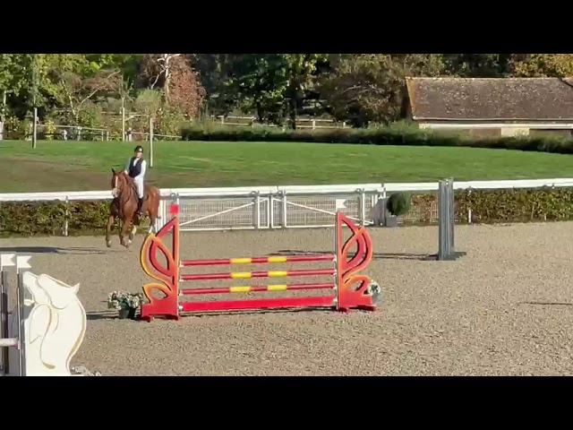 Caballo castrado Silla Franc&eacute;s En venta 2017 Alaz&aacute;n por Andiamo semilly