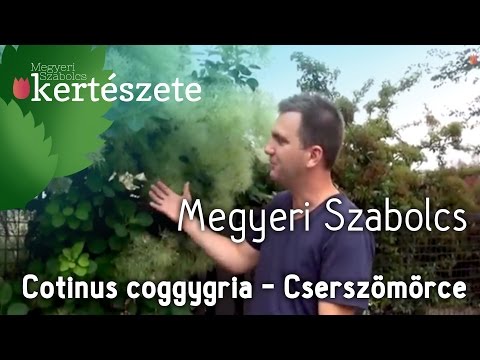 download lagu mp3 mp4 Balatonfred Faiskola, download lagu Balatonfred Faiskola gratis, unduh video klip Balatonfred Faiskola