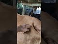 Characteristics Of Cows About To Give Birth What You Need To Know Before Starting To Raise Cattle