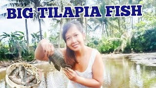 Download lagu TERGODA LIHAT IKAN NILA BESAR AUTO NYEMPLUNG | rara FISHING mp3