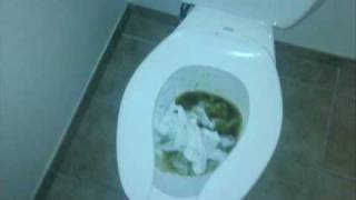toilet bowl massacre - lasagna