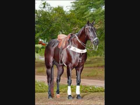 Despedida do vaqueiro (TOADA) Vava Machado e Marcolino