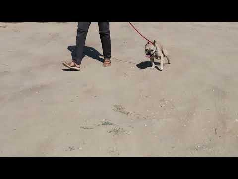 Vídeo de CHICO