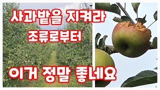 가을농원 사과밭 조류 피해를 막아주는  이시설 정말 좋네요 [사과재배방법]