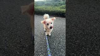 Video preview image #1 Maltese-Unknown Mix Puppy For Sale in Corona, CA, USA