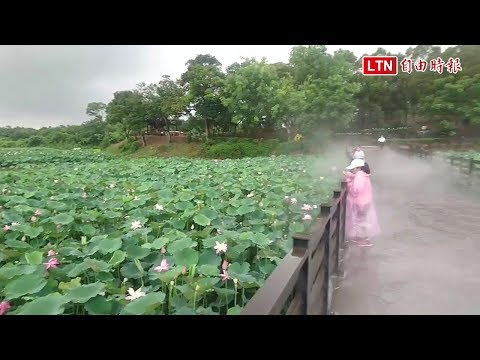 自由時報新聞報導：108年度白河蓮花季登場 ，公所在白河蓮花季官網設有「即時花況專區」讓遊客不撲空，也貼心提供白河好吃好玩的訊息