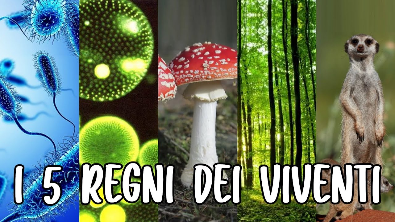 🦠🍄🌱🐹 I 5 REGNI DEI VIVENTI: Monere, Protisti, Funghi, Piante e Animali - Studiare SCIENZE 👩🏻‍🔬🔬