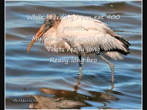 The Wood Stork Song