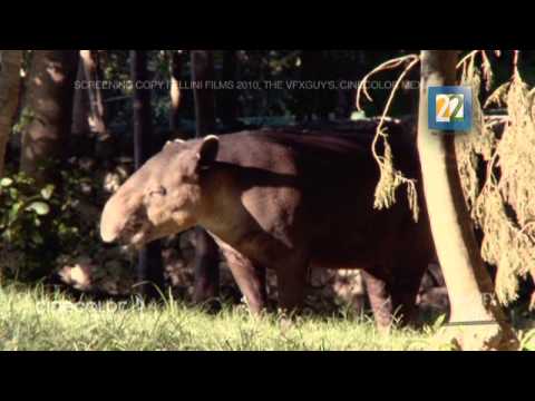 Programa 7 Instinto Animal completo