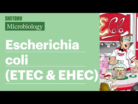 E. coli ETEC & EHEC Lesson: Types & Factors (Part 1) Sketchy Medical | USMLE Step 1