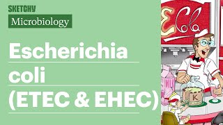 Download lagu E. coli ETEC & EHEC Lesson: Types & Factors (Part 1) Sketchy Medical | USMLE Step 1 mp3 Download lagu E. coli ETEC & EHEC Lesson: Types & Factors (Part 1) Sketchy Medical | USMLE Step 1 mp3