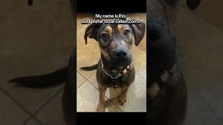 Video preview image #1 Beagle-Unknown Mix Puppy For Sale in Valrico, FL, USA