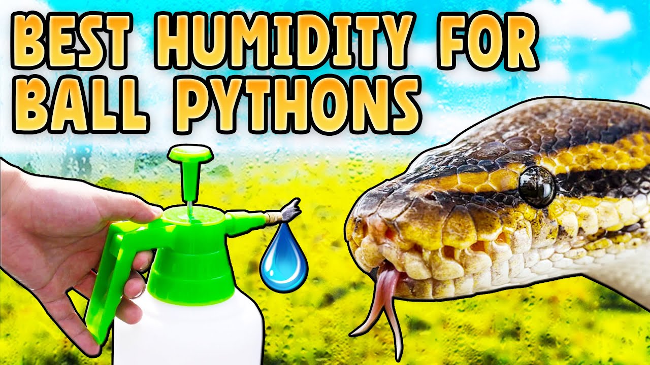Ball python tank humidity guide