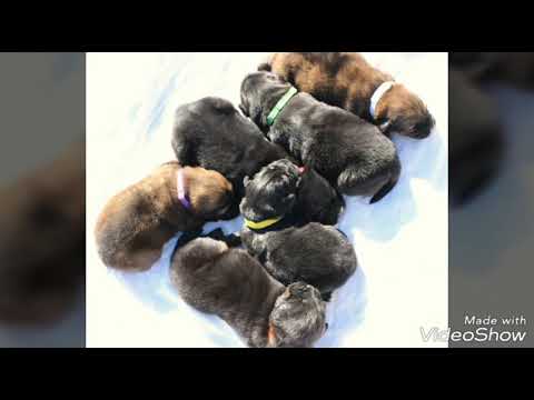 TIBETAN MASTIFF MASTINO TIBETANO PUPPY +39/3381693422