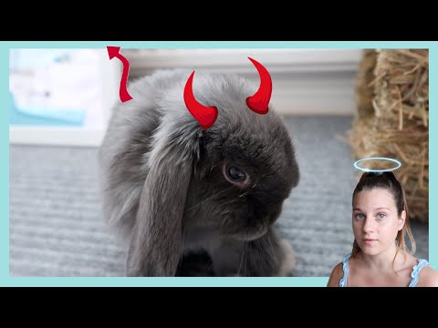 , title : 'Min kanin blev besatt av en demon'