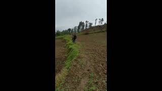 Parvati valley ! Fresh fields of green !