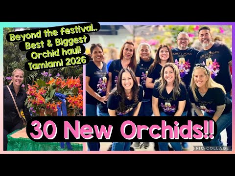  Enormous Orchid Haul from Tamiami Plant Festival! 30 New Orchids! Oh my!! 